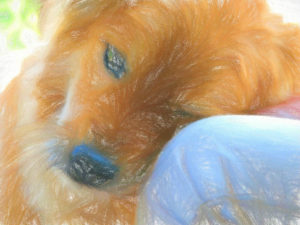 犬好きかは遺伝的にも決まっている