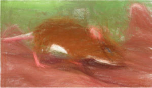 300万年前のマウス化石から古代の赤色色素を初めて検出