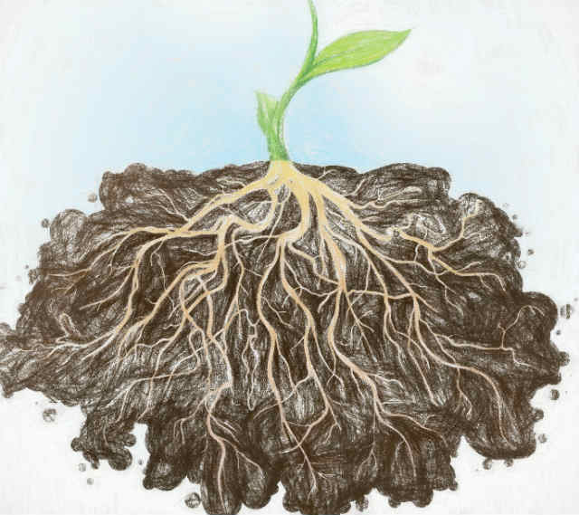 ニンジンの色素の仲間に植物の根を伸ばす効果あり 農業へ応用も