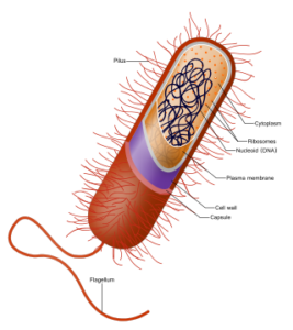 医療系学生なら押さえておきたい細菌の3つの基本事項