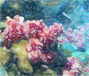 ホヤの「若返り」の秘密の一端を解明