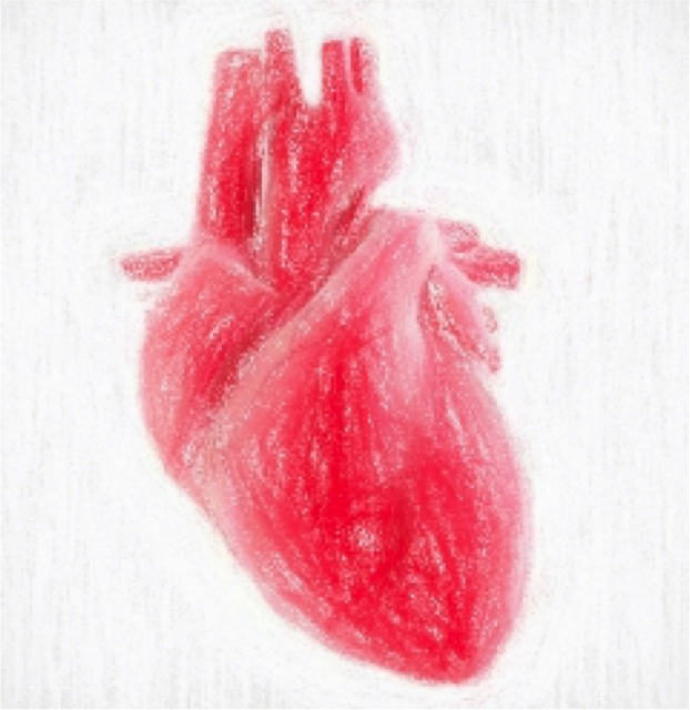 心臓のタンパク翻訳を網羅的に解析【マイクロタンパクが多数発見】
