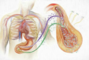 小腸と膵臓はつながっている【インスリン分泌を増やすインクレチン製剤】