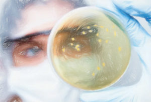 逆遺伝学で未知の微生物の培養条件を探し出す