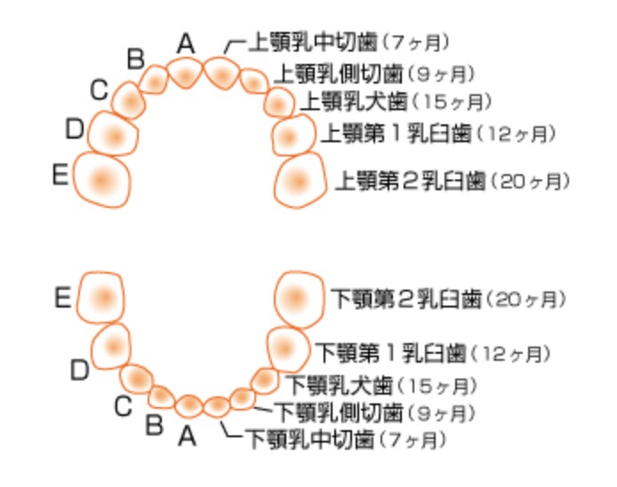 歯科検診の雑学 Cやcoの意味