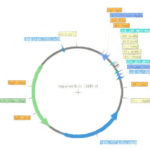 プラスミド管理ソフトウェア8選 【プラスミドの図の作成もできる】