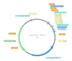 プラスミド管理ソフトウェア8選 【プラスミドの図の作成もできる】