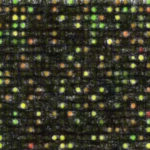 ChIP-on-chipアッセイのデータ解析 【公共データを活用する】