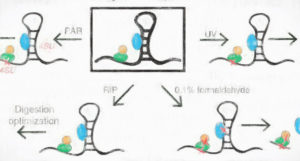 RNAタンパク相互作用の研究法と原理 【CLIP-seqと仲間たち】