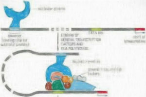 エンハンサー解析に使えるデータベース 【ウェブツール7つ】