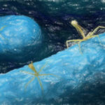 【高校生物の物語】ウイルスの仕組み【ハーシーとチェイスの実験も】