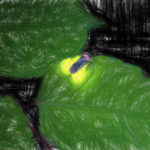 生物発光とその応用例 【ホタル以外のルシフェラーゼもある】