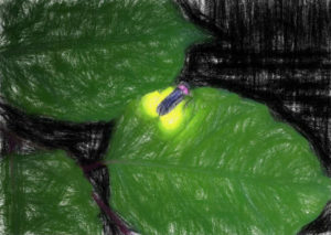 生物発光とその応用例 【ホタル以外のルシフェラーゼもある】