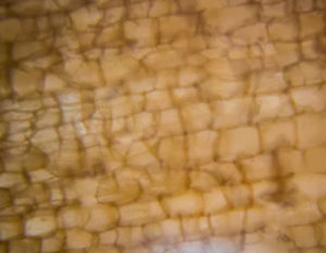 顕微鏡の発明と科学研究への応用史 【フックによる細胞の発見】