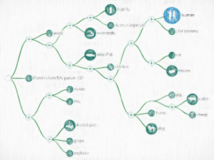 NCBI Genome Data Viewerの使い方 【バイオデータベース解説シリーズ】