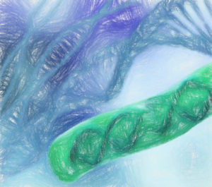 迅速ライゲーション・トランスフォーメーションの方法 【日常のDNAワークをより速く】