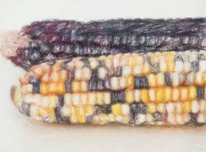 トランスポゾンの発見とトウモロコシ 【1983年ノーベル医学賞解説】