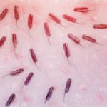実験に使う大腸菌K-12株と枯草菌の歴史 【モデル原核生物】