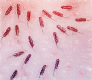 実験に使う大腸菌K-12株と枯草菌の歴史 【モデル原核生物】