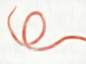 多細胞モデル生物としての線虫 【遺伝子から個体レベルまで】