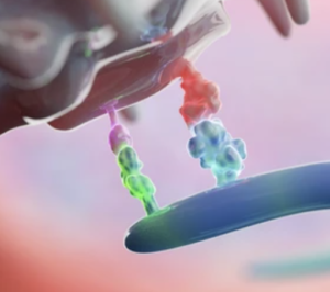 T細胞受容体とペプチドの結合を深層学習で紐解く 【TCR-抗原の法則】