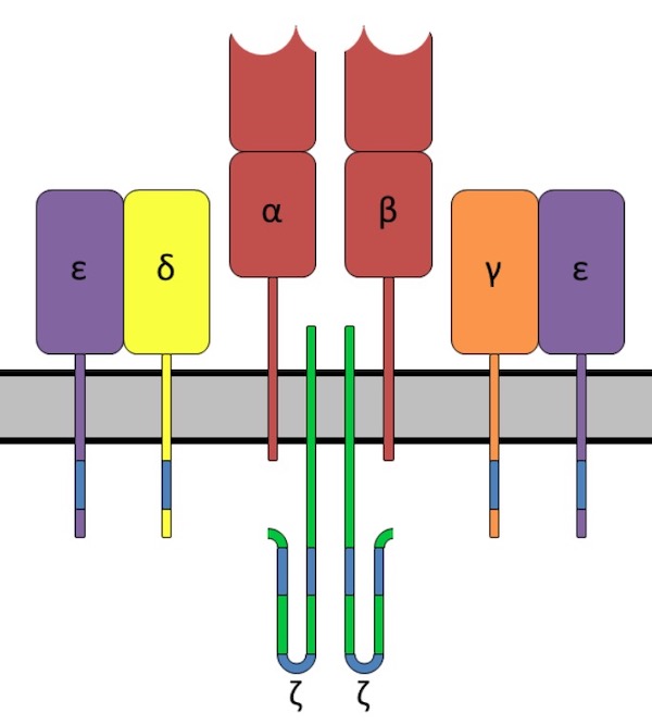ヒトT細胞受容体の遺伝子座と構造【2つの染色体上に分かれている】